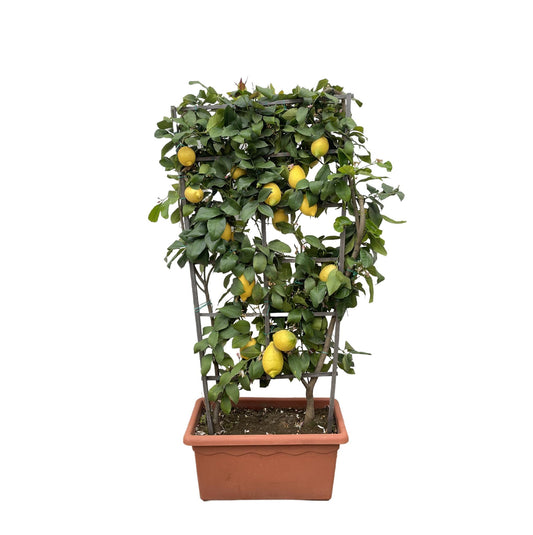 Citrus Lemon - 160cm - ø60