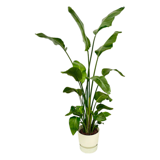 Strelitzia Nicolai  inklusive elho Greenville Round wit - 180 cm - Ø30