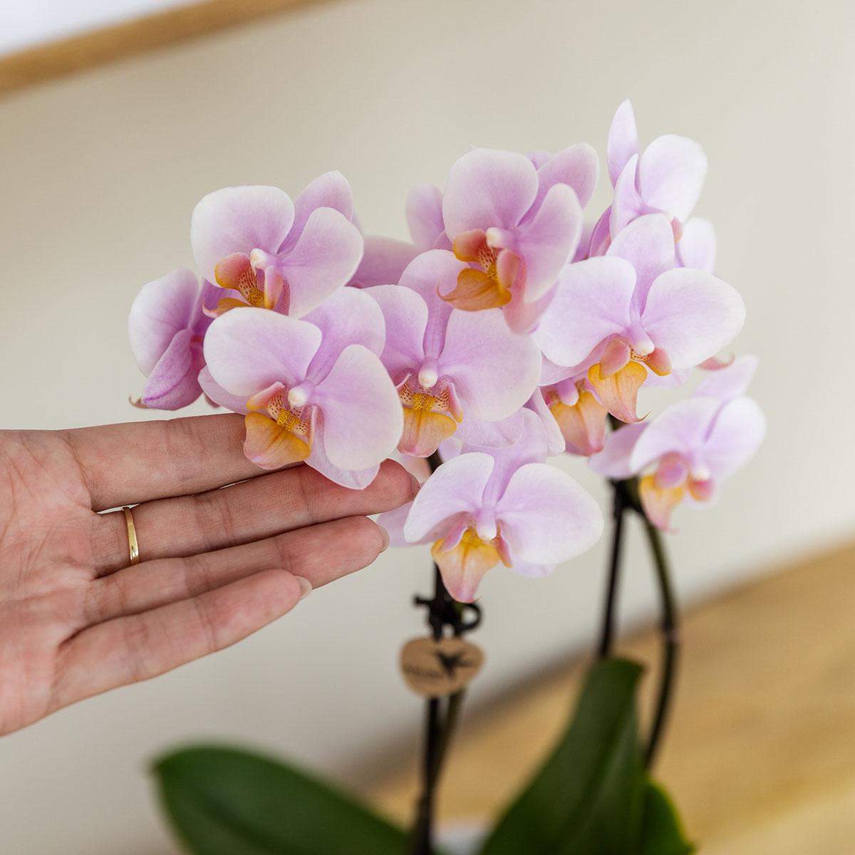 Kolibri Company | Pflanzenset Valentinstag 'Gradience Pink' | Rosa Phalaenopsis Orchidee Andorra und Sukkulente inkl. Keramik-Dekotöpfen