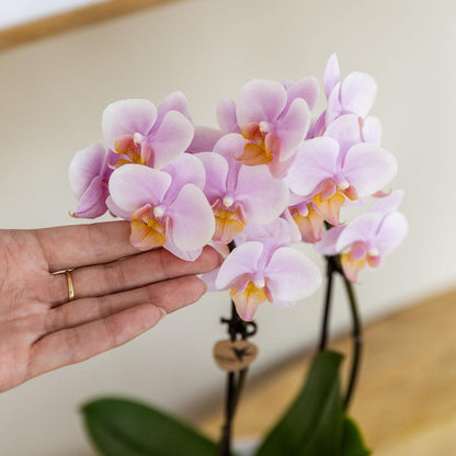 Kolibri Company | Pflanzenset Valentinstag 'Gradience Pink' | Rosa Phalaenopsis Orchidee Andorra und Sukkulente inkl. Keramik-Dekotöpfen