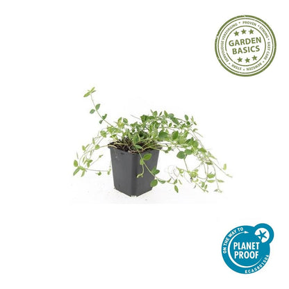 60x Kleines Immergün 'Gertrude Jekyll' - ↕10-25cm - Ø9cm