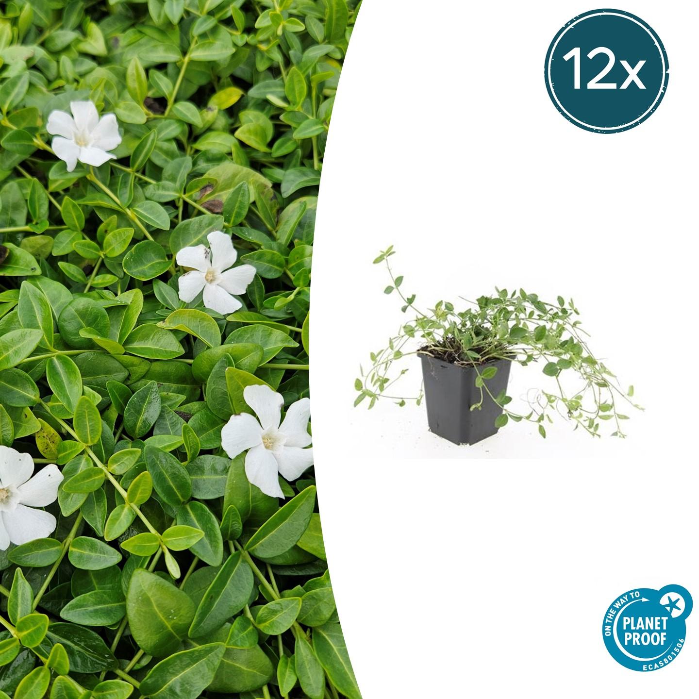 12x Kleines Immergrün 'Gertrude Jekyll' - ↕10-25cm - Ø9cm