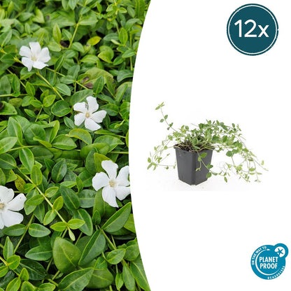 12x Kleines Immergrün 'Gertrude Jekyll' - ↕10-25cm - Ø9cm