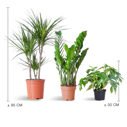 Shade Plant Box - medium - ohne Dekotopf