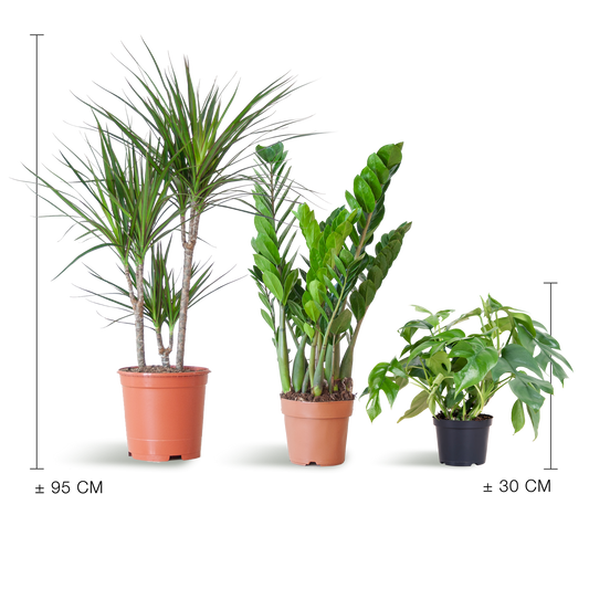 Shade Plant Box - medium - ohne Dekotopf