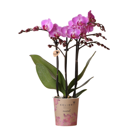 Lila/rosa Phalaenopsis Orchidee - Mineral Vienna - Ø9cm - frisch vom Züchter