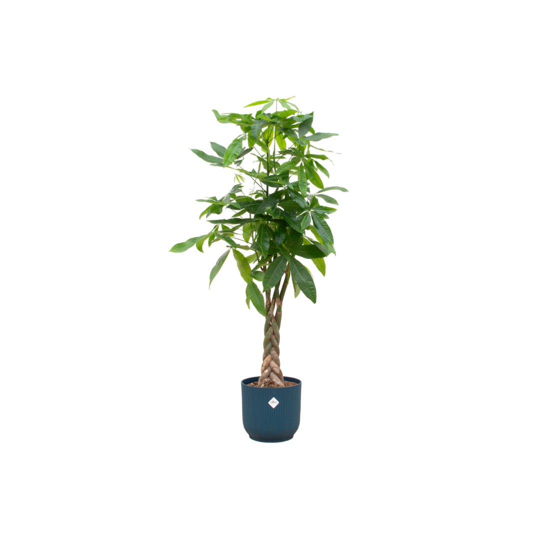 Pachira Aquatica inklusive elho Vibes Fold Round blauw - 160cm - Ø30