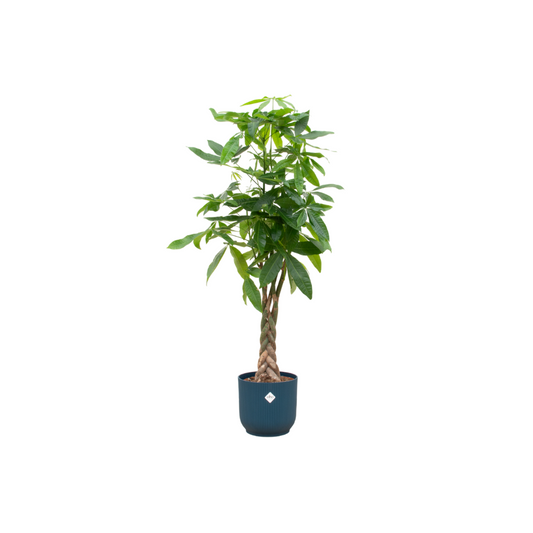 Pachira Aquatica inklusive elho Vibes Fold Round blauw - 160cm - Ø30