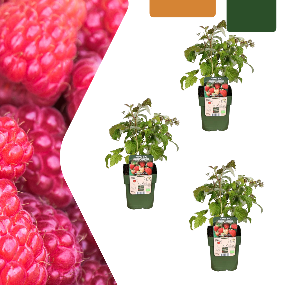 3 x Biologische Himbeerpflanze - Ø 13 cm - ↨ 20 cm
