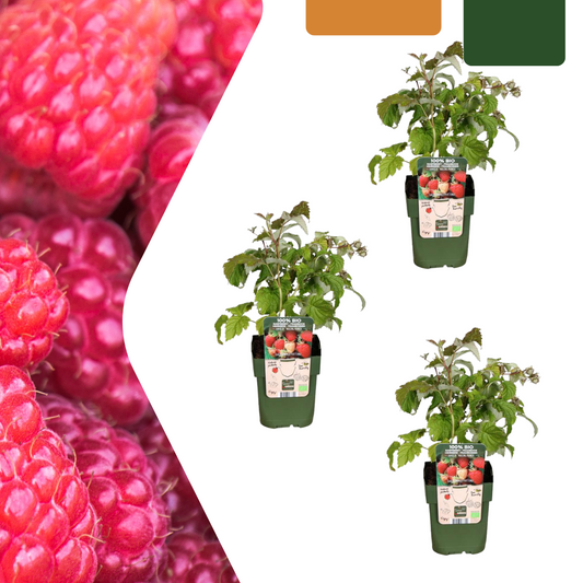 3 x Biologische Himbeerpflanze - Ø 13 cm - ↨ 20 cm